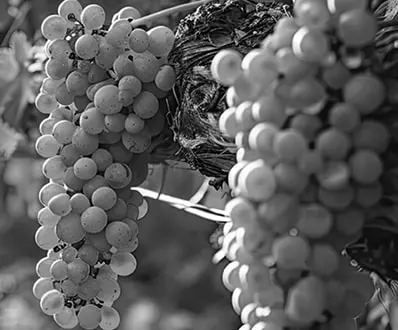 Wineries-and-Vineyards-1